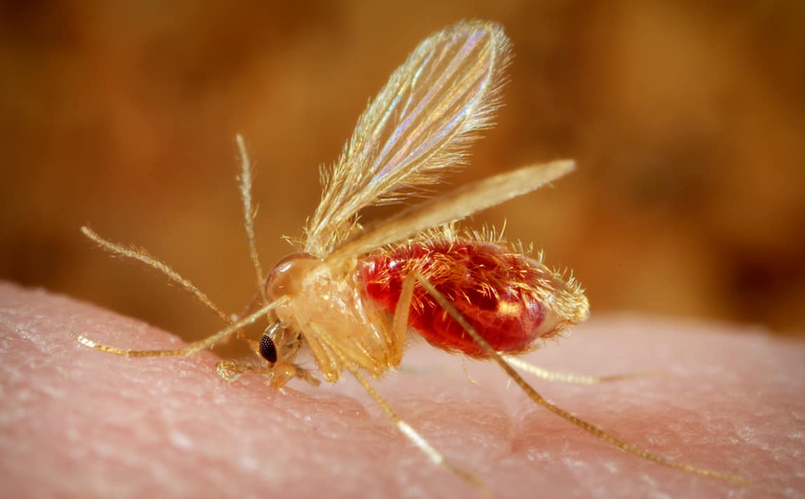 Ancora un caso grave nel cesenate di meningite da Toscana Virus