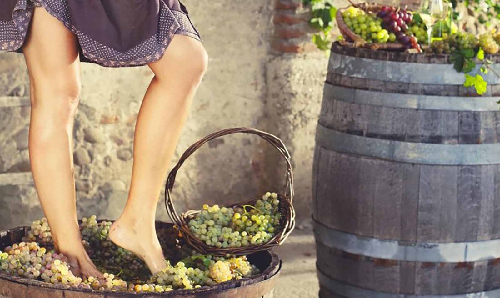 Il secolare rito della pigiatura: a Cannucceto la ‘Festa dell’uva’