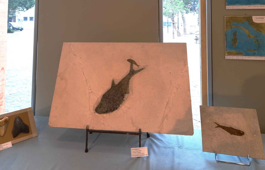 fossili