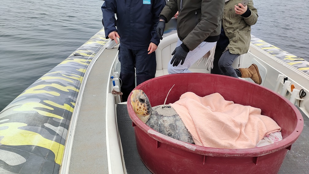 Liberate due tartarughe catturate a Cesenatico