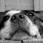 cani cuccioli canile cane