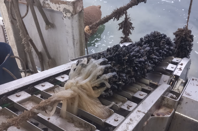 Canoni triplicati, rischio maxi-rincari per le cozze