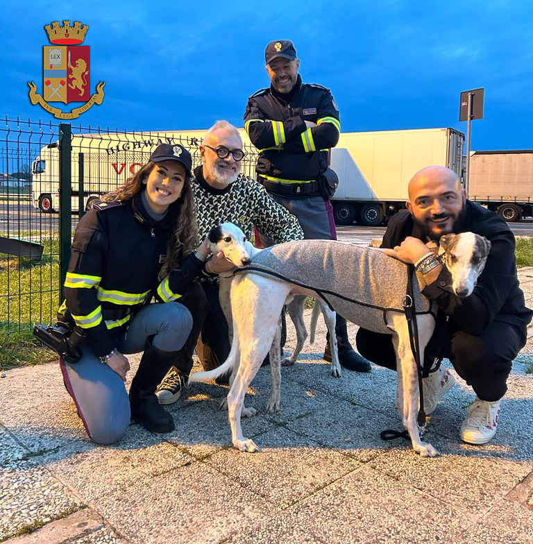 Levriero in fuga in autostrada, salvato dalla polizia