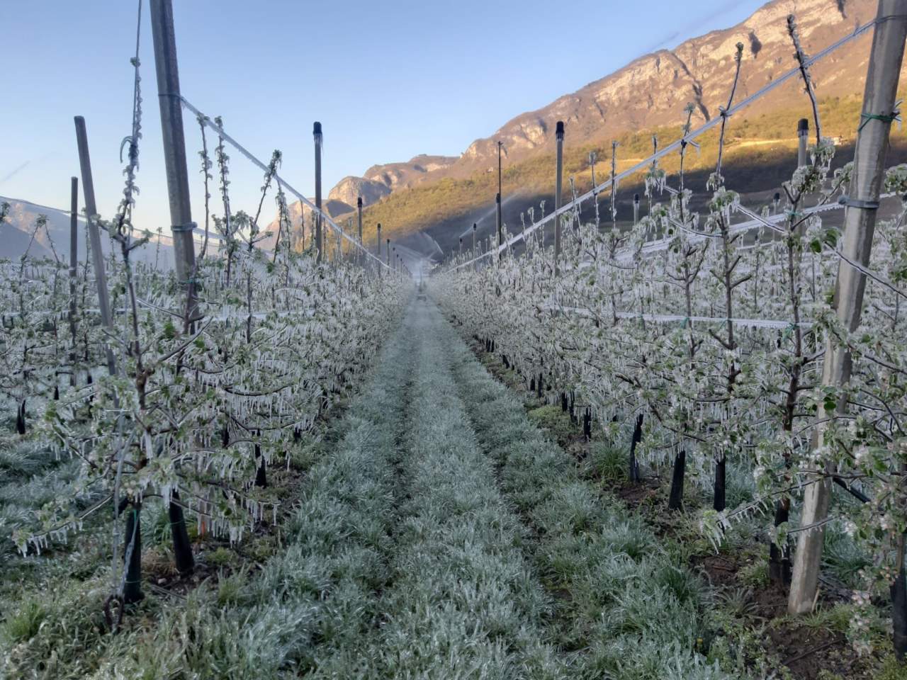 Gelate tardive, allarme per l’agricoltura romagnola