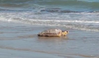 Torna in mare la tartaruga pescata a febbraio a Cesenatico