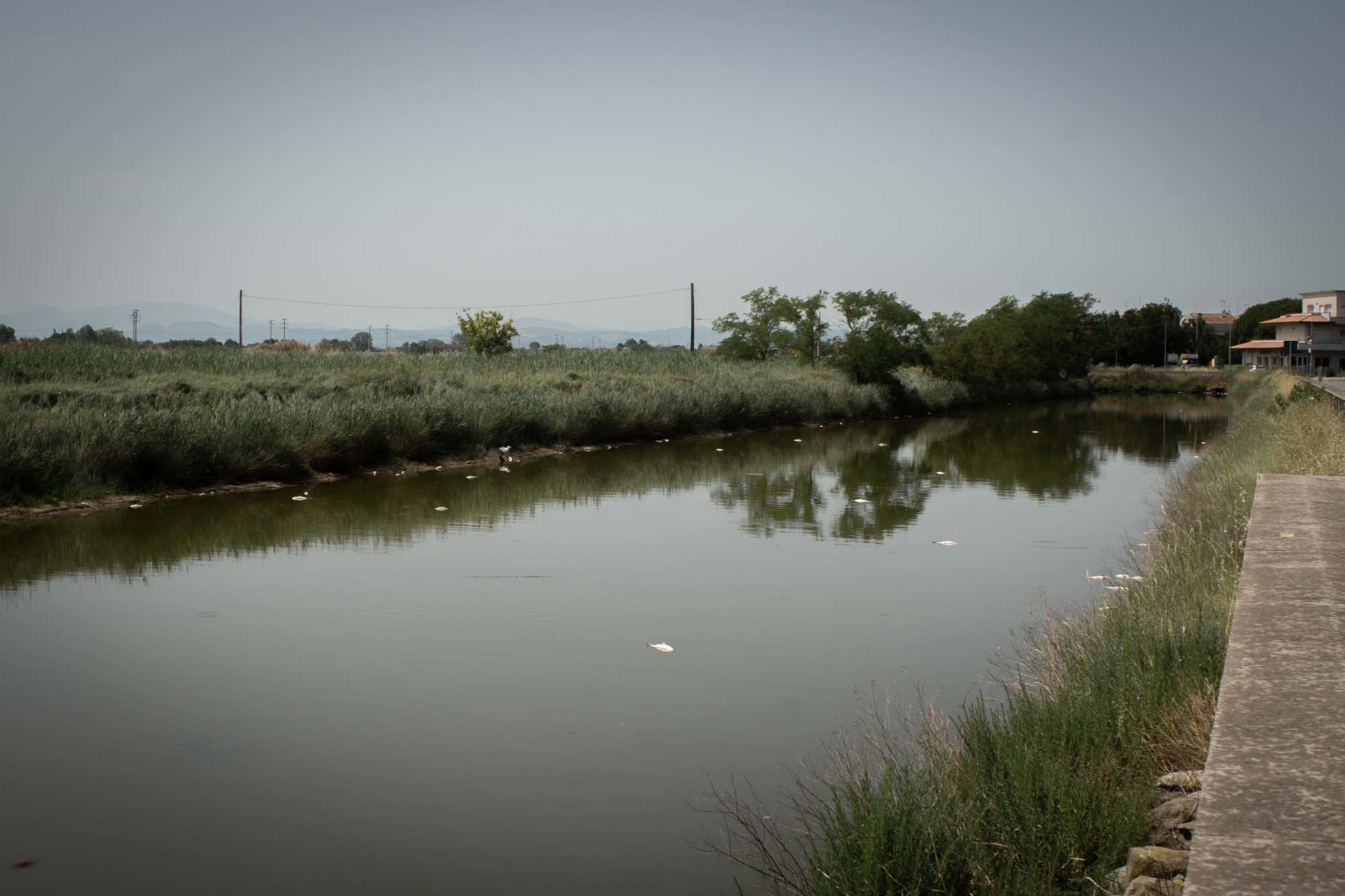 Moria di pesci minaccia il porto canale