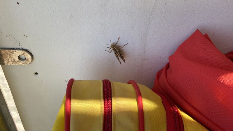 Spiagge invase dalle cavallette