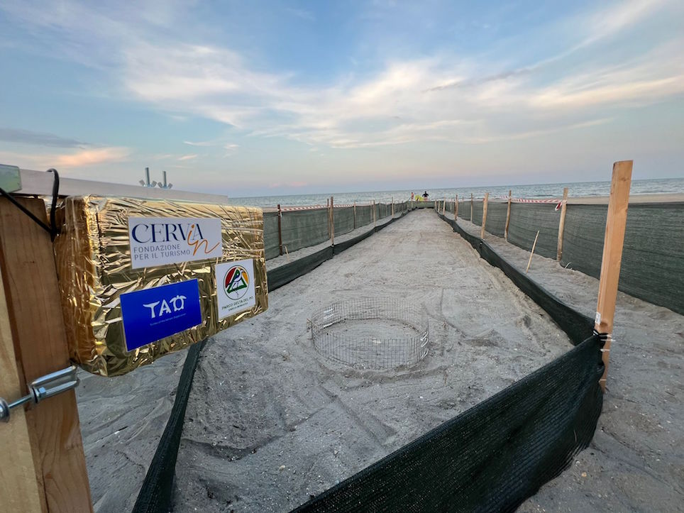 Per la prima volta documentate in Romagna la nascita delle tartarughe “Caretta Caretta”