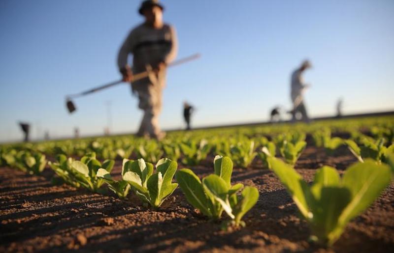 Meglio tardi che mai! 40mila lavoratori stagionali e agricoli