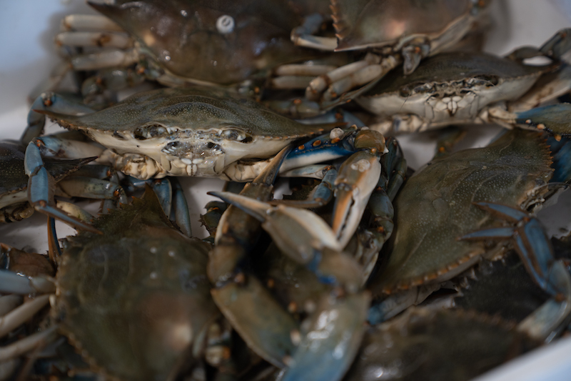 Granchio blu, 1,5 euro al chilo per i pescatori che lo catturano