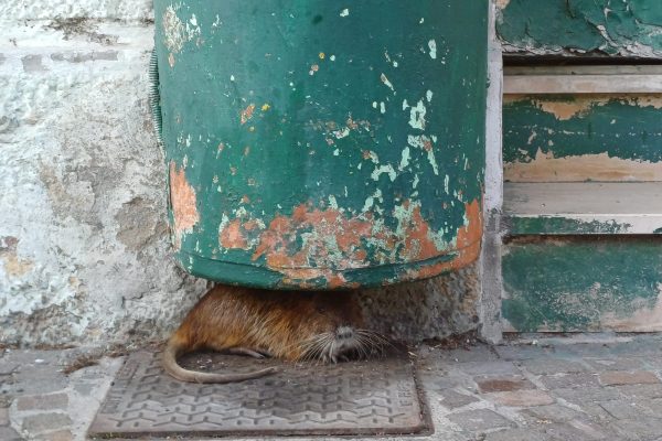 nutria in via mazzini