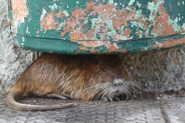 nutria in via mazzini