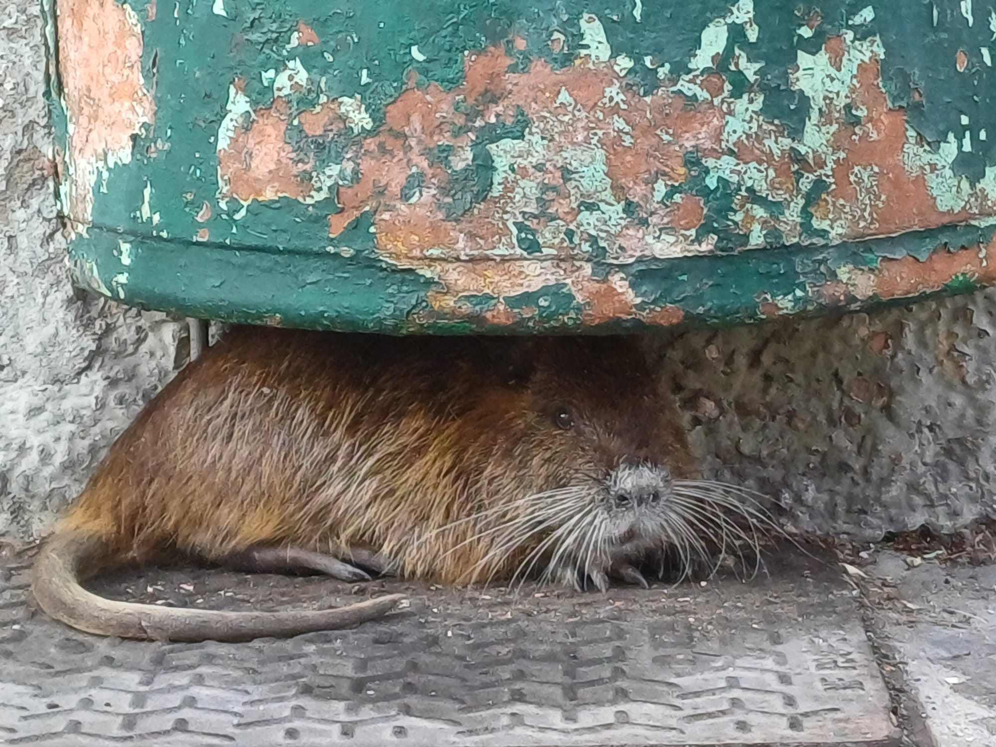 Nutria a passeggio in viale Mazzini: subito catturata