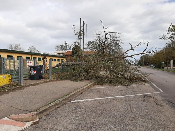 Cesenatico nella morsa del vento: tanti gli alberi caduti