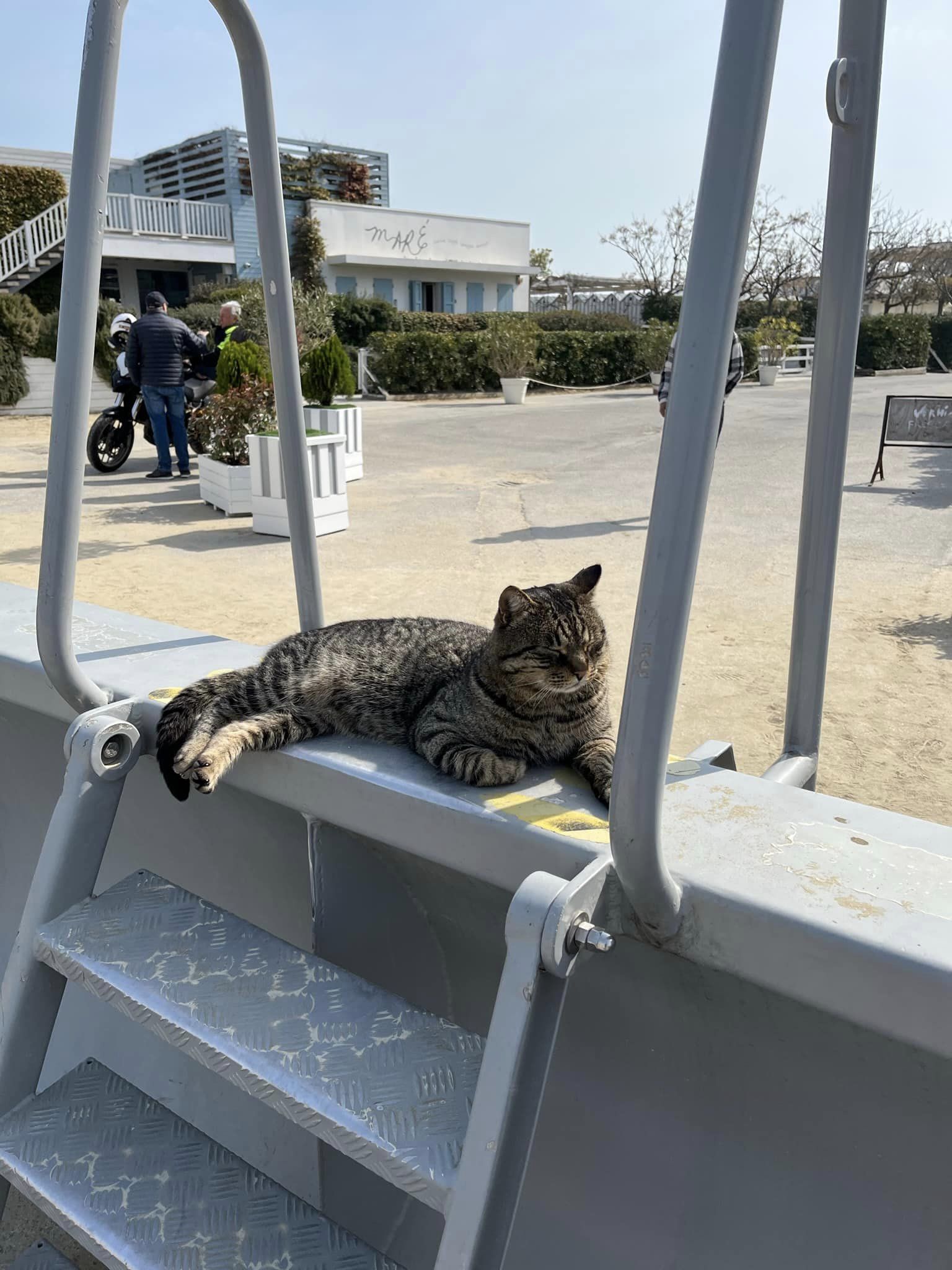 Addio a “Maga”, storica gattona del molo di Cesenatico