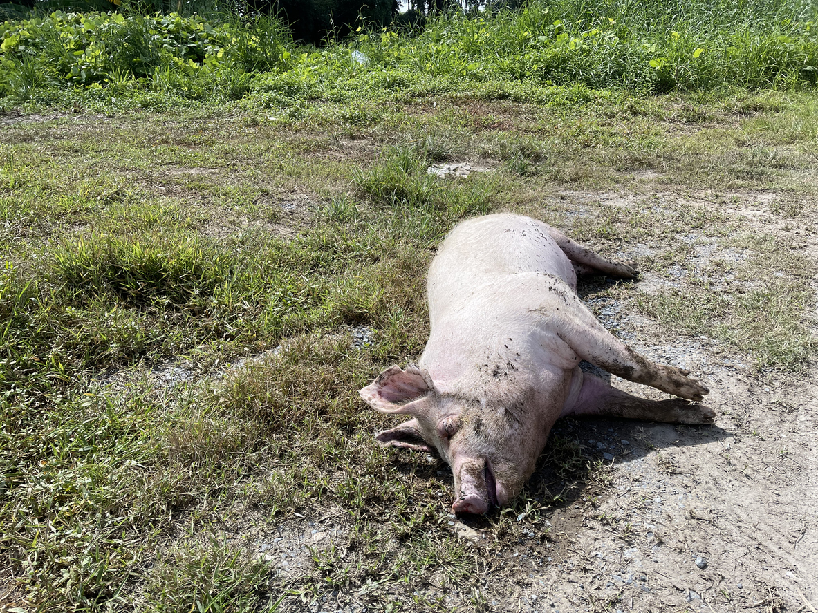 Segnalato in Emilia Romagna il primo caso di peste suina africana