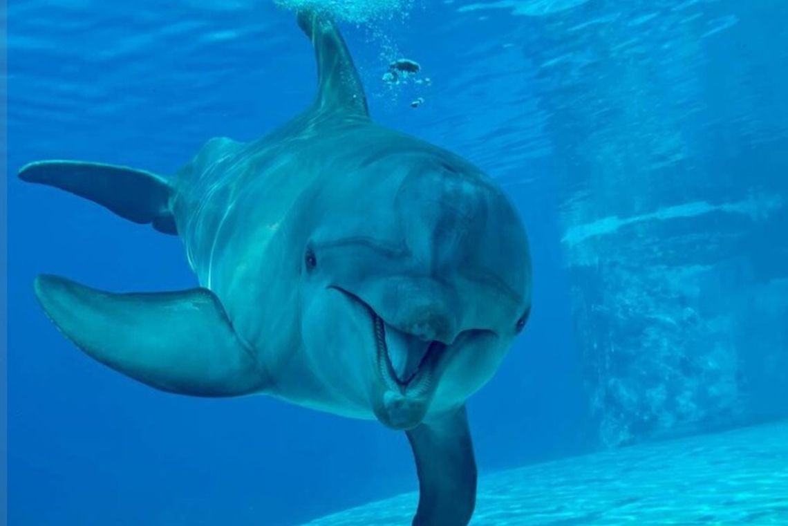 Muore a 59 anni la delfina più anziana del parco “Oltremare”