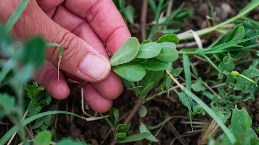 Un corso ci insegna “Le virtù nascoste delle piante spontanee”