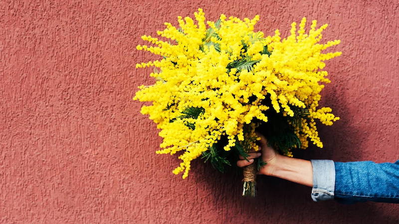 Mimosa e Festa della Donna al ristorante Cà Nostra, ma non solo…