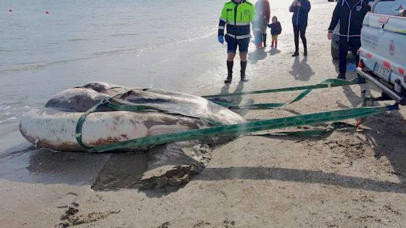 Pesce luna da una tonnellata, per rimuoverlo c’é voluto un trattore!