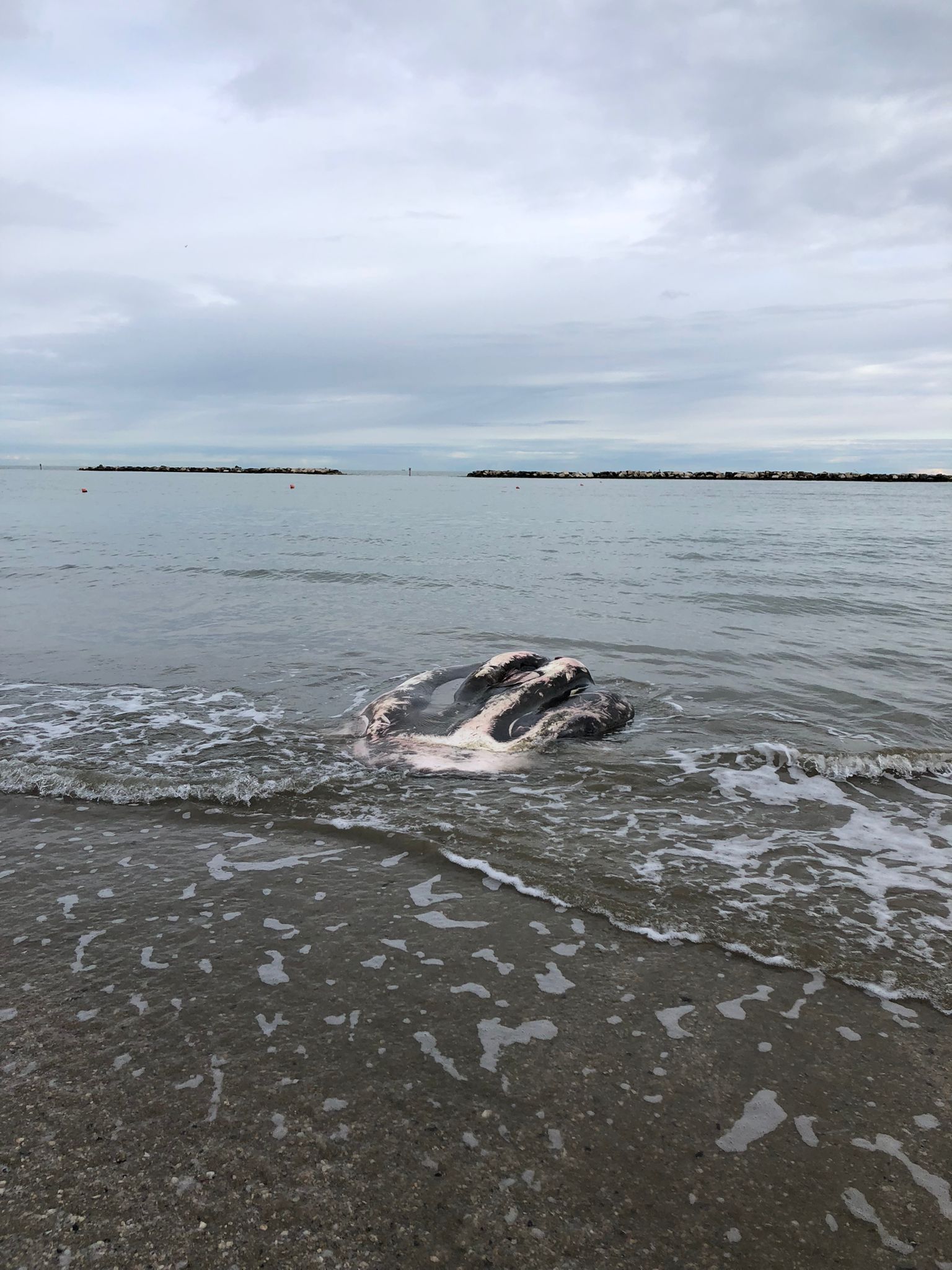 A Valverde trovato spiaggiato un gigantesco pesce luna