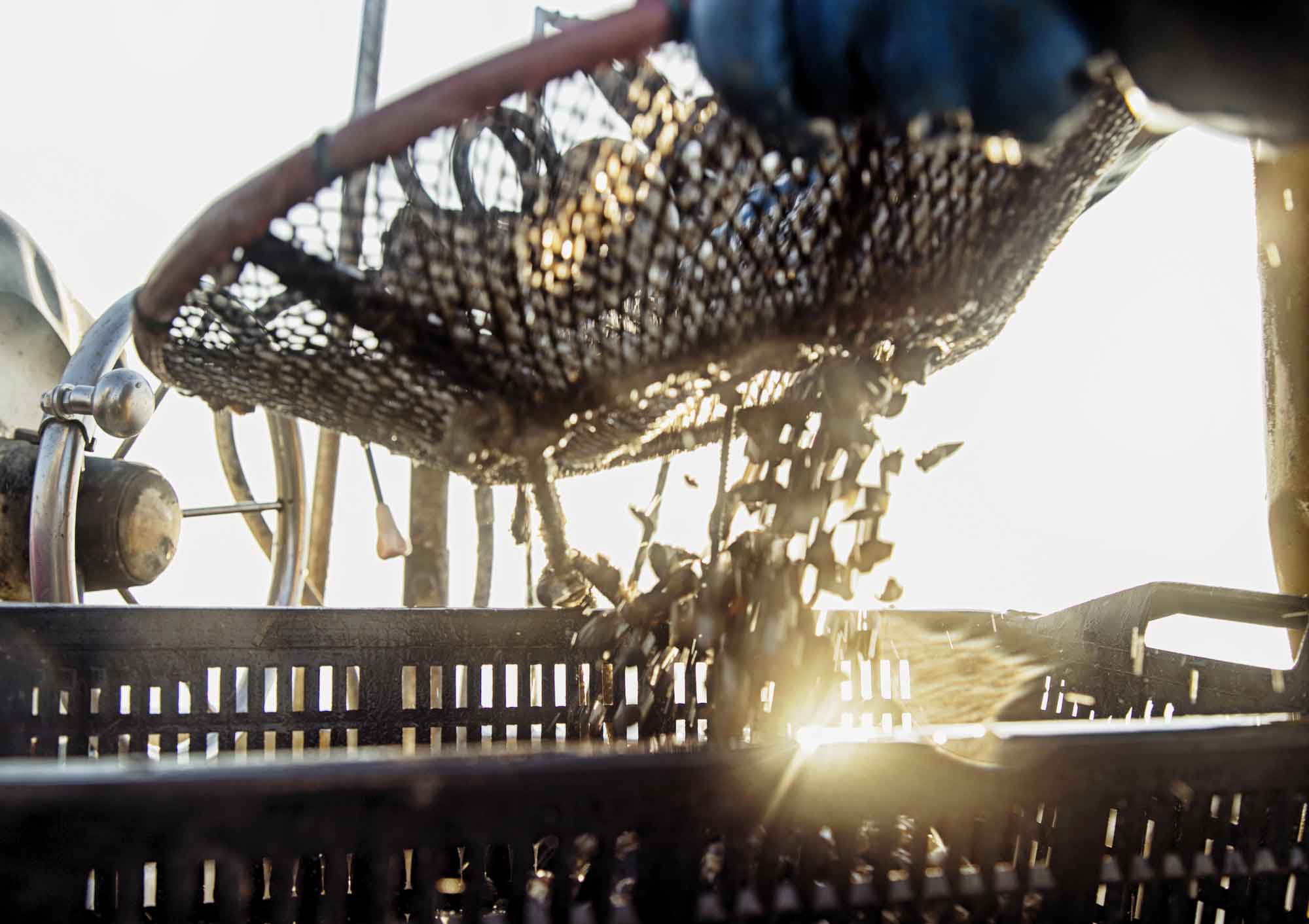 Pesca,”obiettivo principale è il sostegno del reddito”