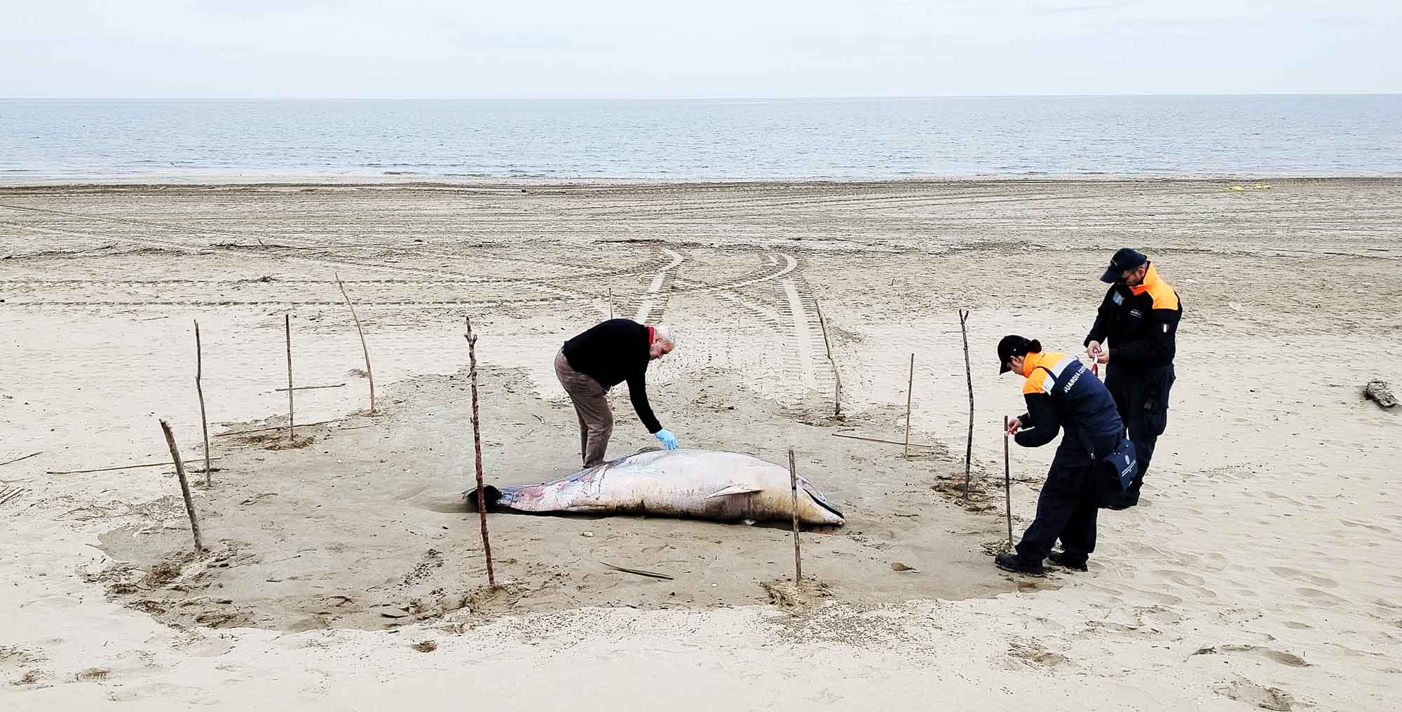 Carcassa di delfino in battigia a Rimini