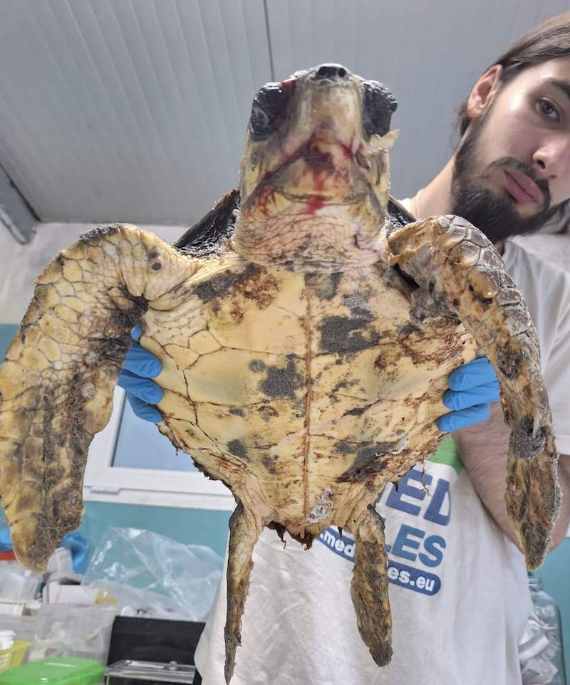 tartaruga