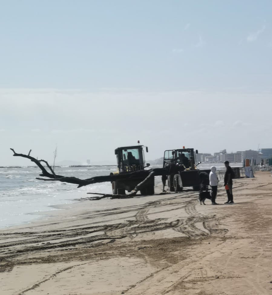 tronco spiaggia