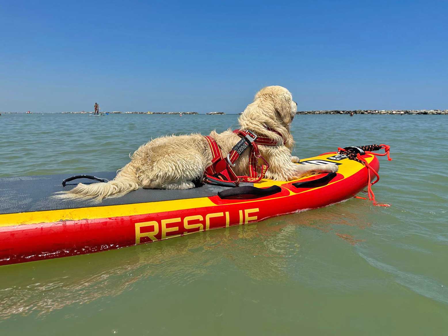 cani spiaggia cesenatico salvataggio