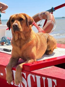 cani spiaggia cesenatico salvataggio