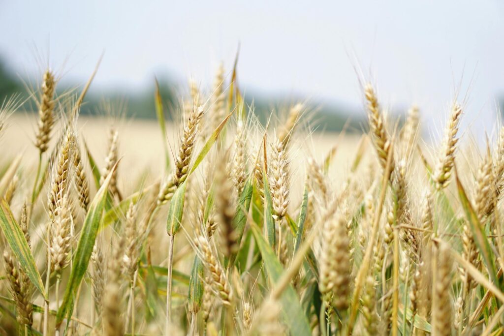 Grano