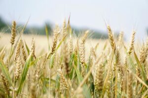 Grano
