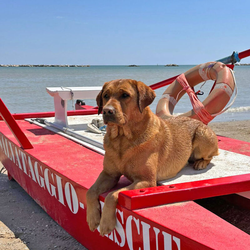 cani spiaggia cesenatico salvataggio