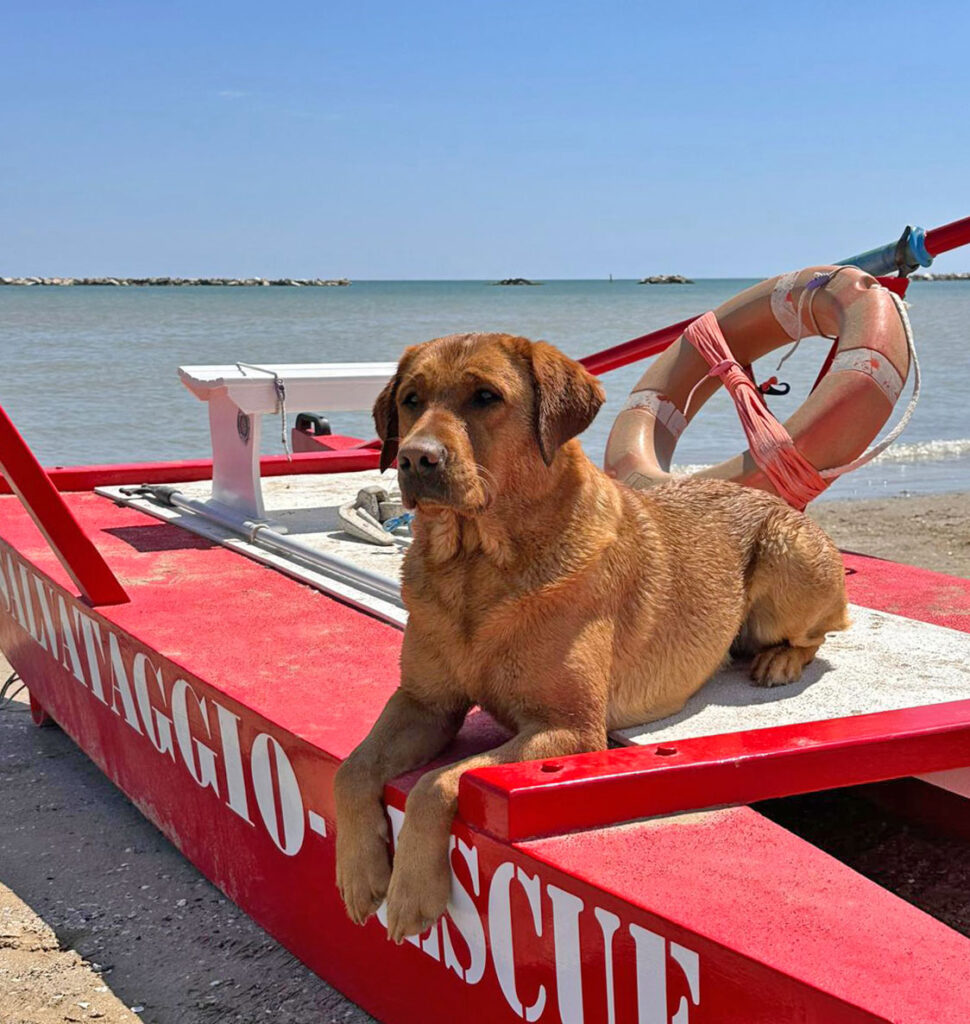 cani spiaggia cesenatico salvataggio