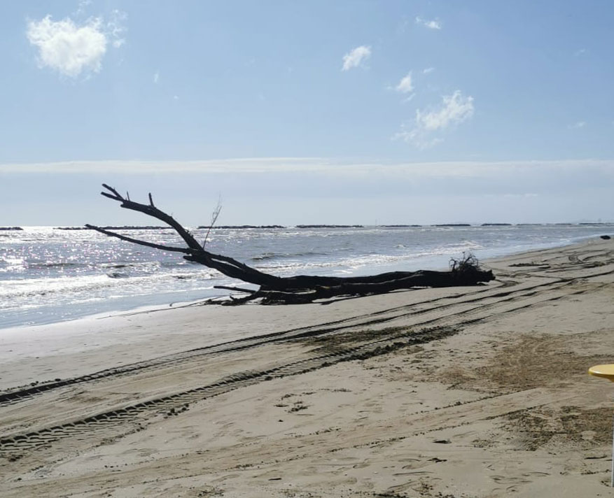 tronco in spiaggia