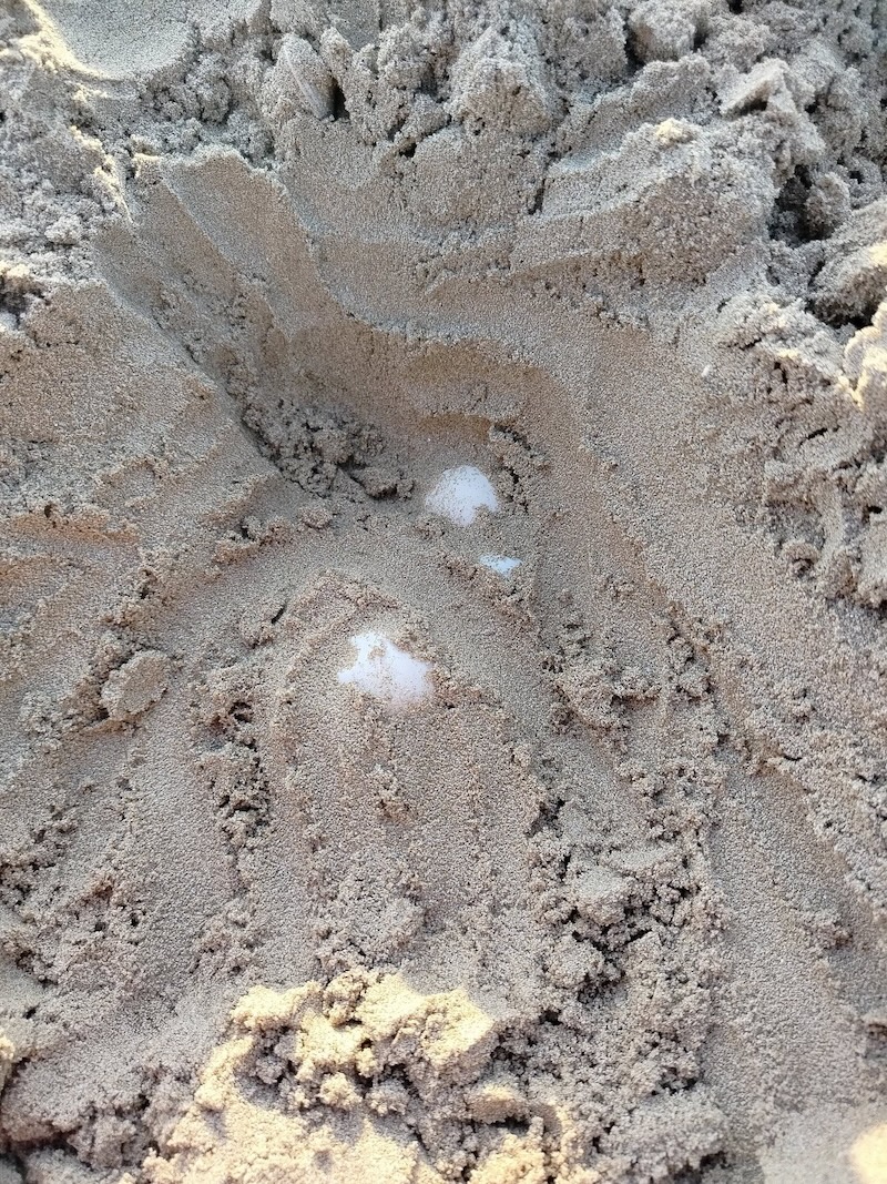 Il primo nido di tartaruga Caretta caretta