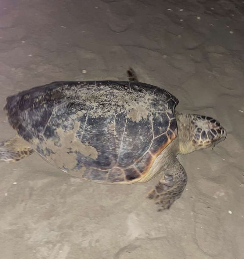 nido tartaruga Caretta caretta