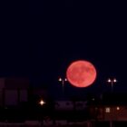 luna del cervo lia briganti