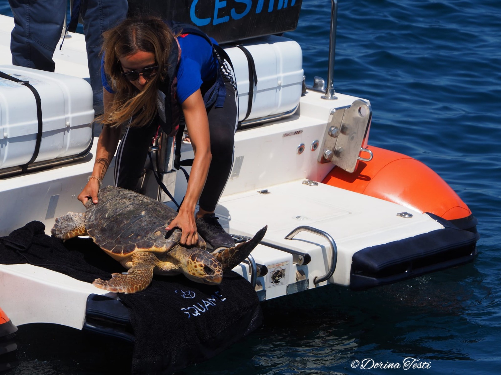 Cestha, rilascio di due tartarughe marine al largo di Cesenatico