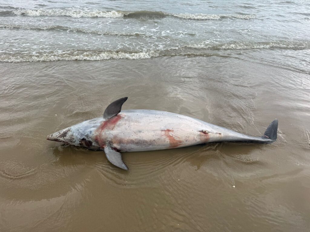 delfini cesenatico