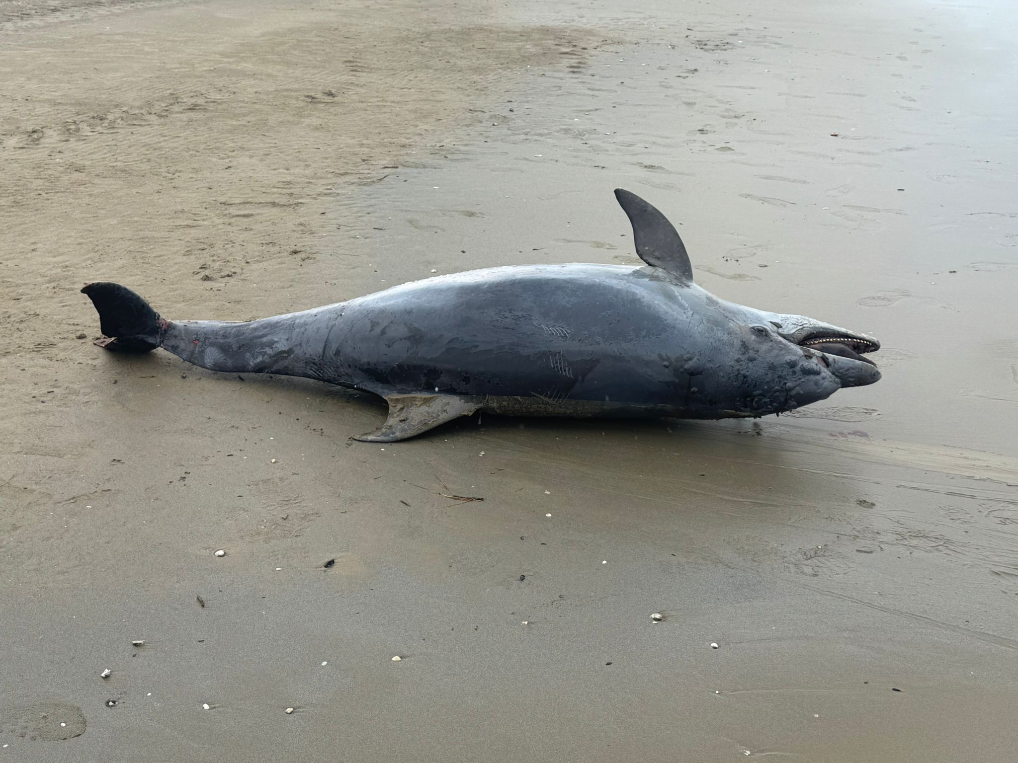 delfino