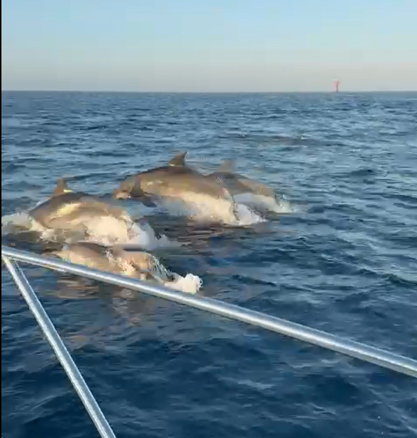 delfini