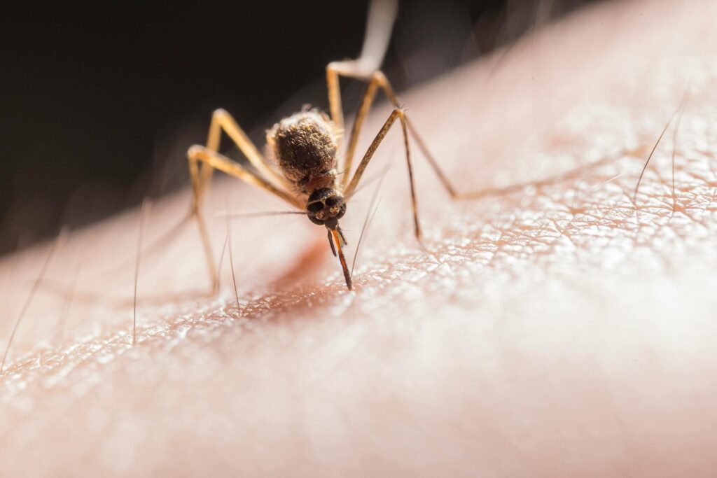 dengue