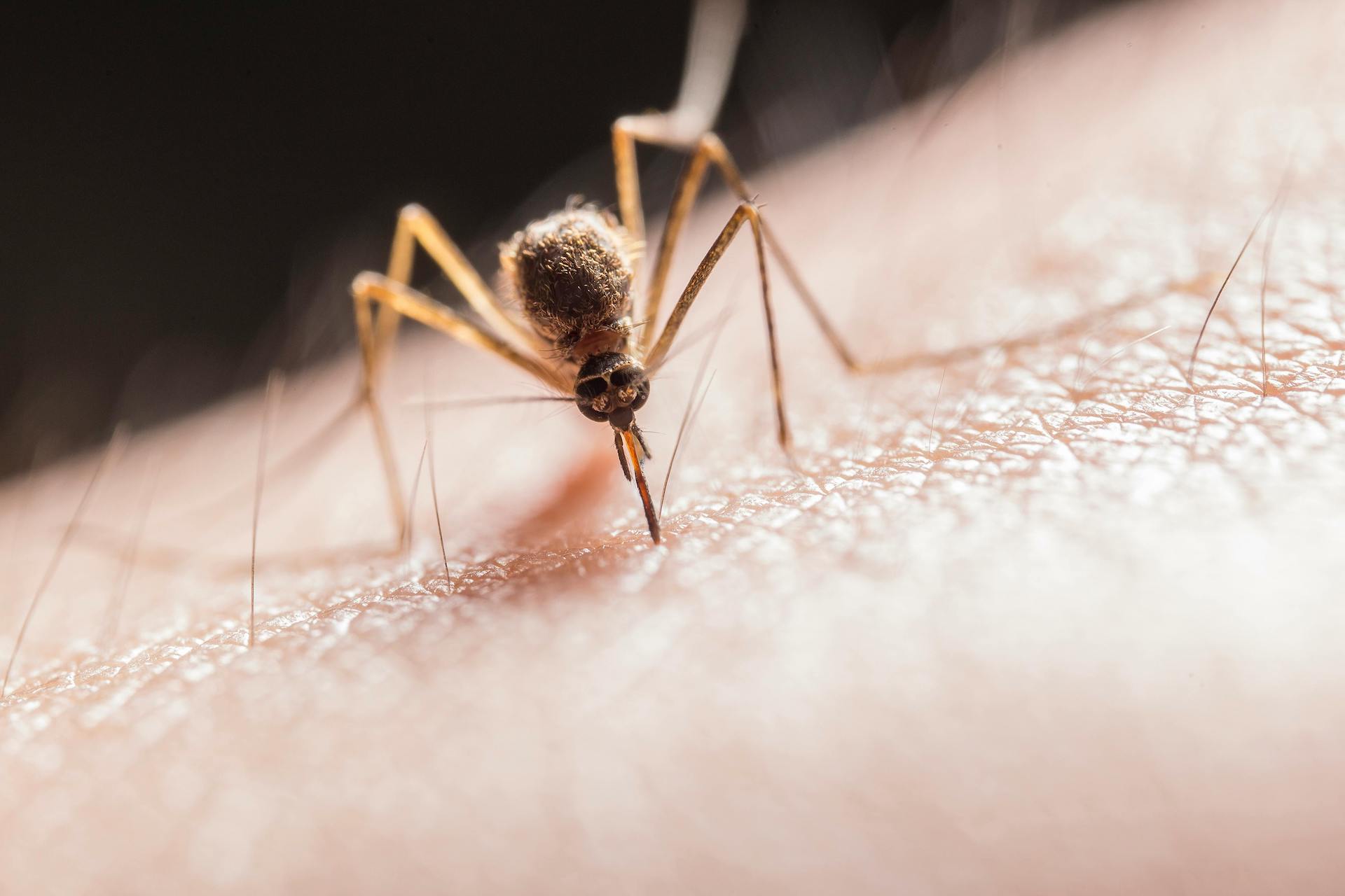 Cesena, sospetto caso di Dengue
