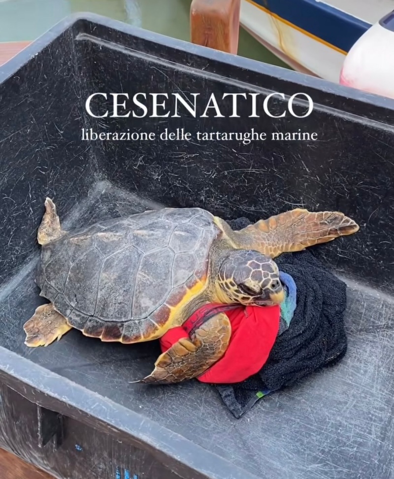 Liberate in mare tre tartarughe Caretta caretta