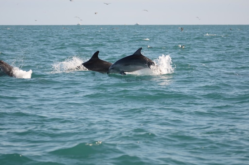 delfini