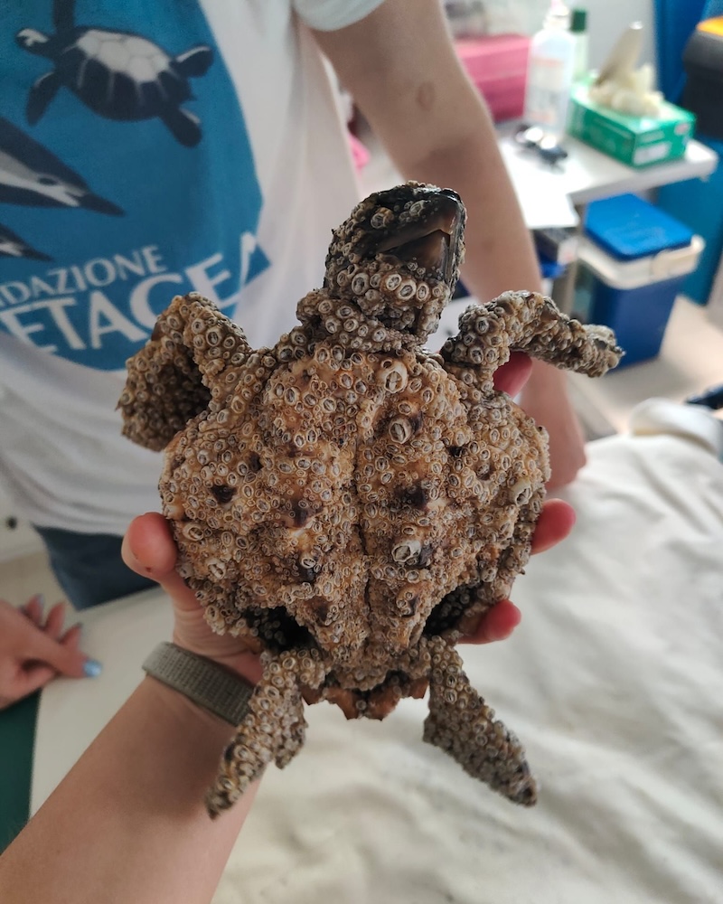 Tartarughe in pericolo: l’allarme di Fondazione Cetacea