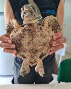 tartaruga ammalata