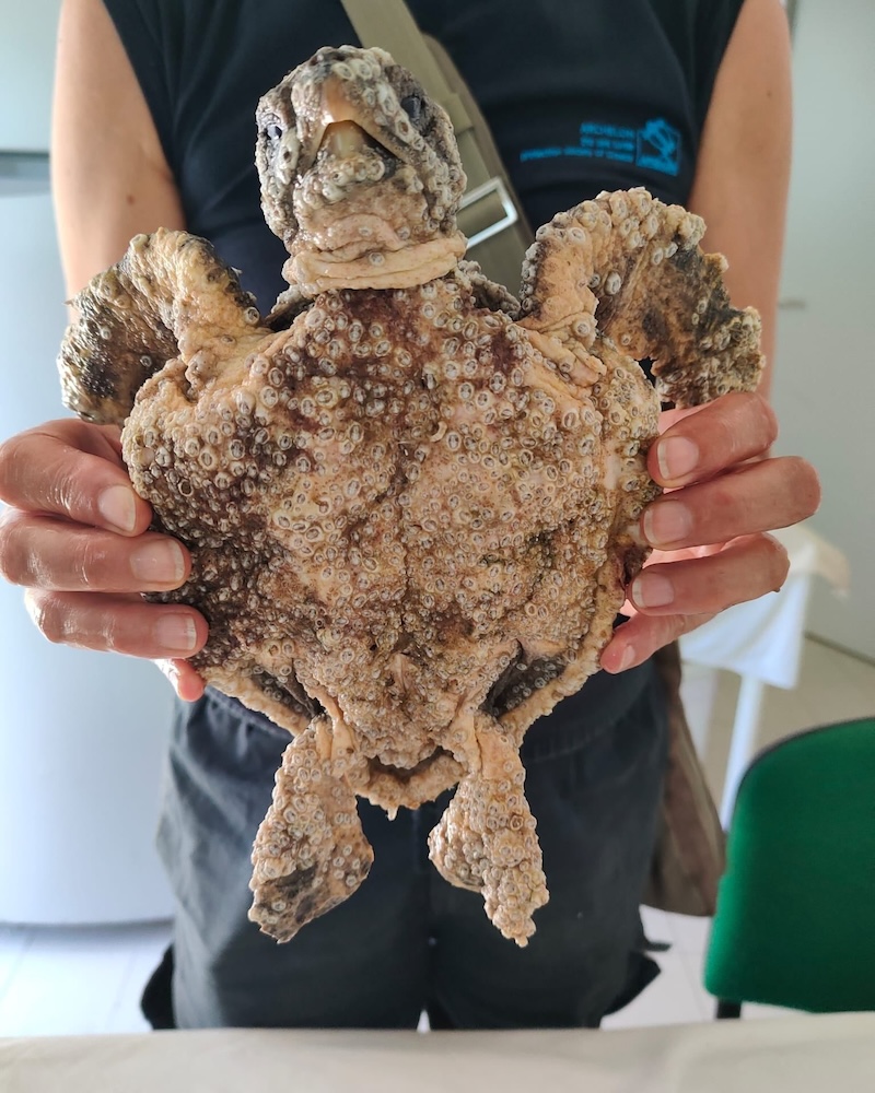 tartaruga ammalata